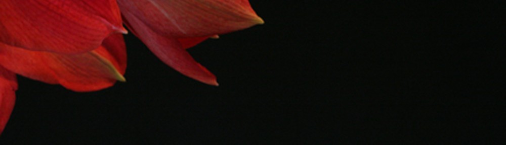 MBS Writing Services and Photography